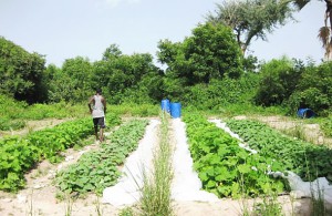 vegetable garden